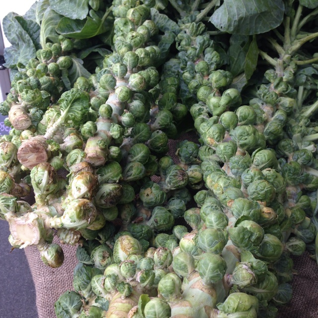 Collection 90+ Pictures Where To Buy Brussel Sprouts On The Stalk Completed