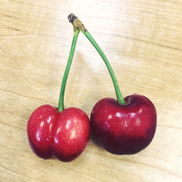 When are Bing cherries in season?