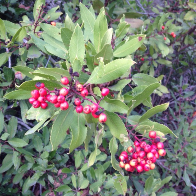 Christmas Berries Information, Recipes and Facts