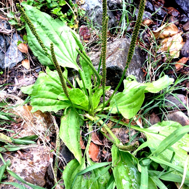 Broadleaf Plantain Information, Recipes and Facts