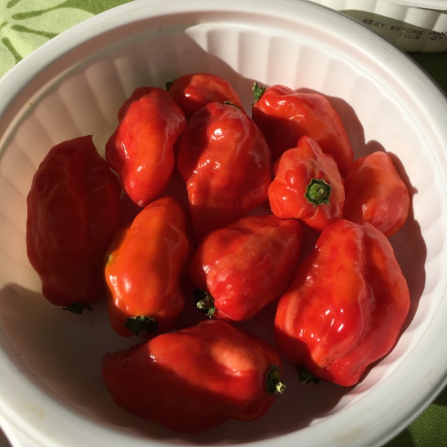 Carolina Reaper Chile Peppers Information, Recipes and Facts