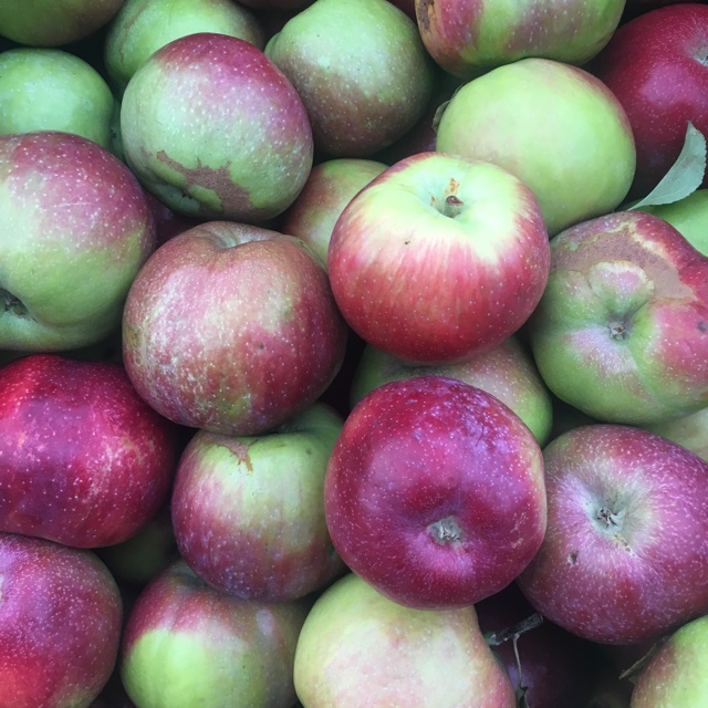 Melrose Apples Information, Recipes and Facts