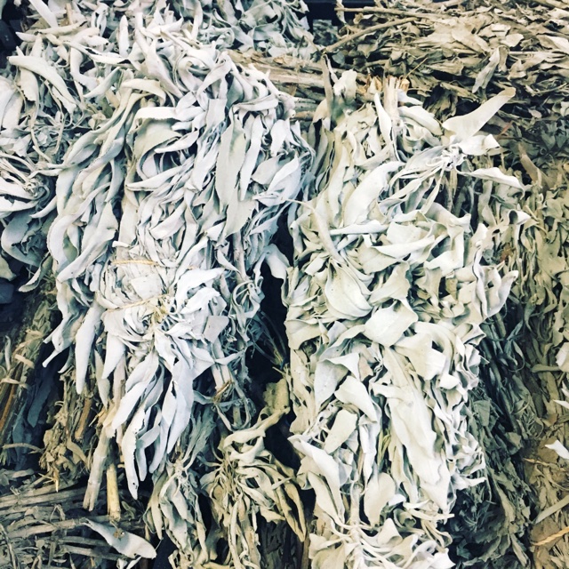 White Sage Information, Recipes and Facts
