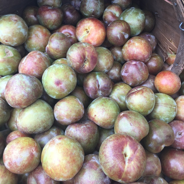 Pluots Information, Recipes and Facts