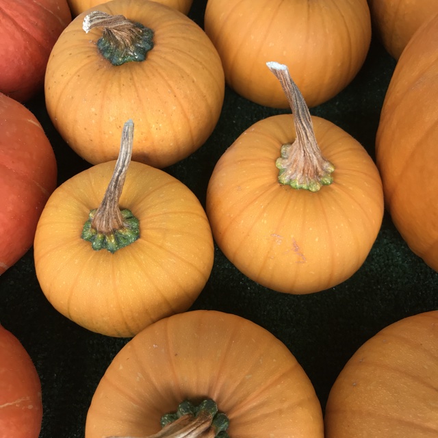 Image result for new species pumpkins