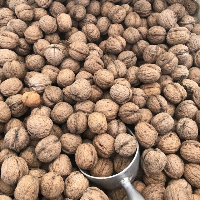 Whole Walnuts in the Shell Information and Facts