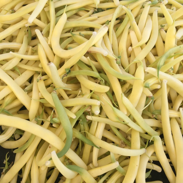 Yellow Wax Beans Information Recipes And Facts - red beans roblox