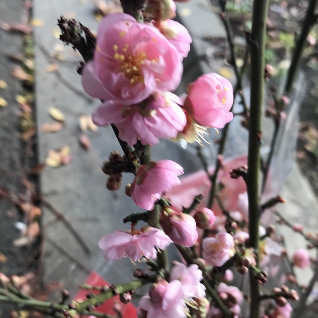 Plum Blossoms Information, Recipes and Facts