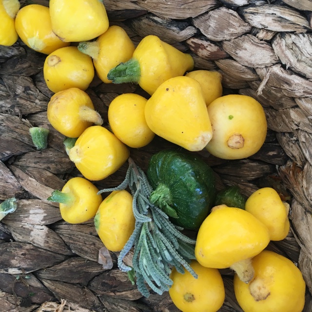 Baby Yellow Patty Pan Squash Information Recipes And Facts,How Long Is A Dog In Heat