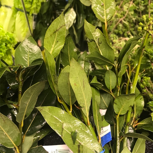 Bay Leaves Information Recipes And Facts
