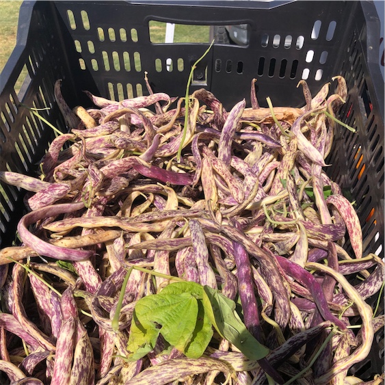 Desiree Dwarf 25 Purple Peas Can be sown in Winter