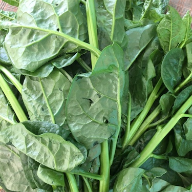 Malabar Spinach Information, Recipes and Facts