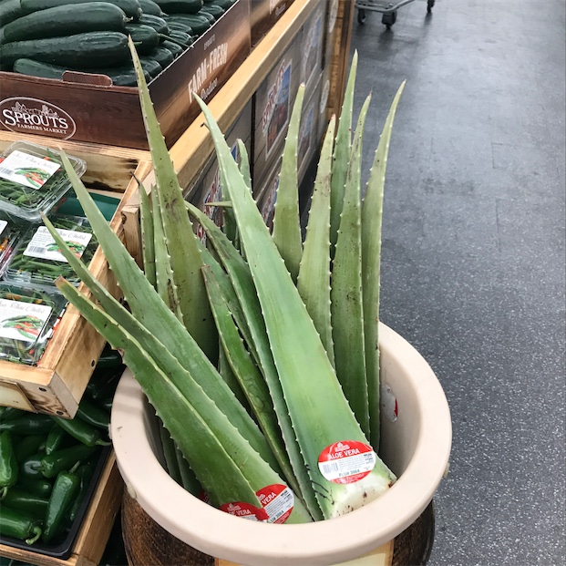 Aloe Information Recipes And Facts