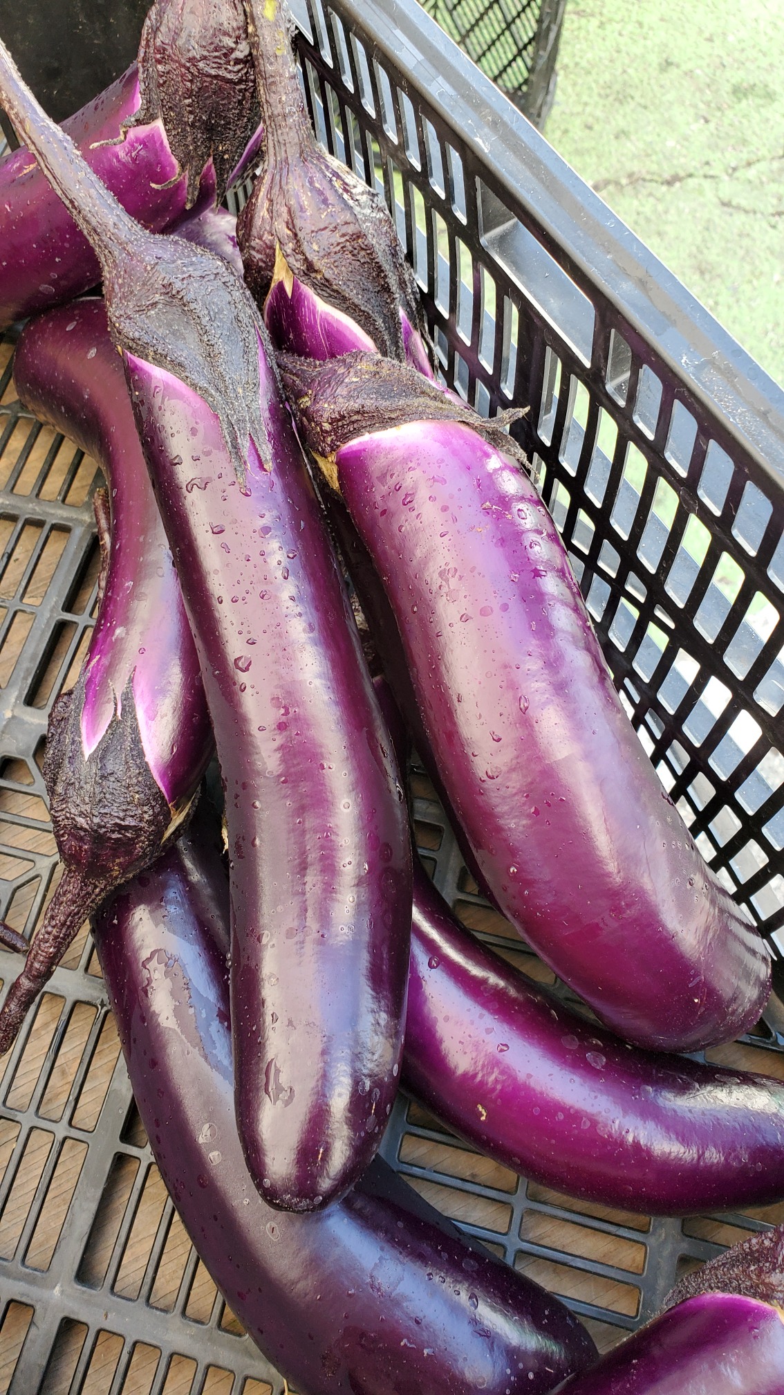 Chinese Eggplant Information Recipes And Facts,Honeycomb Tripe Recipe