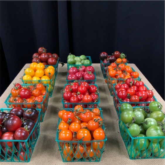 Original Package 30 Tomato Seeds Red Cherry Tomatoes Garden Vegetable B065 