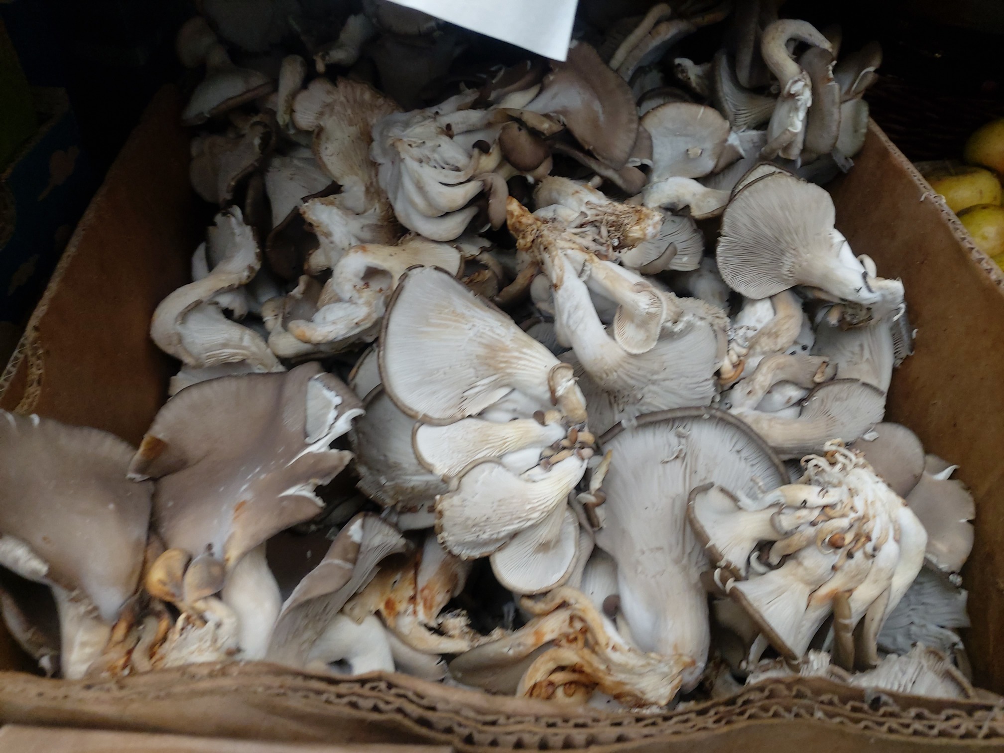 Oyster Mushrooms Information And Facts