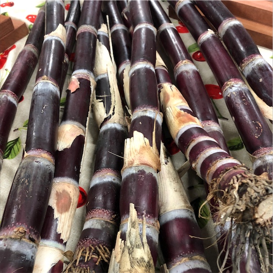 Sugar Cane Purple-red 7 plants Organic Black Purple Plants CHEWING SUGARCANE