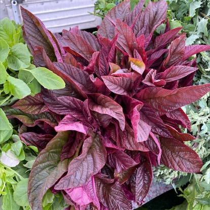 Red Amaranth Information and Facts