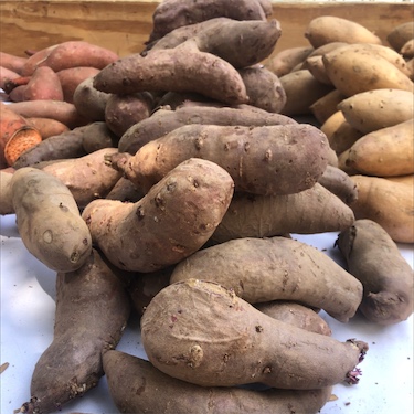 Risala Extra Large Japanese Purple Sweet Potato Organic Tuber for Planting