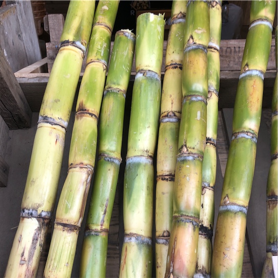 Sugarcane Sticks  Organic 20 sticks Sugar Cane Green/Yellow Raw Sugar Cane Green 