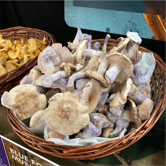 Blue Foot Mushrooms Information and Facts