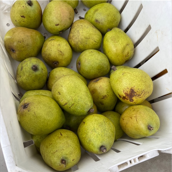 5 Uses for Bartlett Pears – The Groves