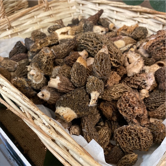 Morel Mushrooms Information and Facts