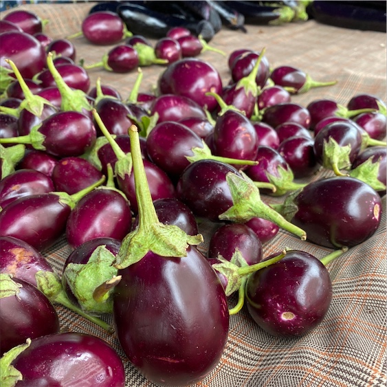 The Perlina Eggplant  Story and characteristics