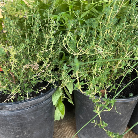 Thyme Information and Facts