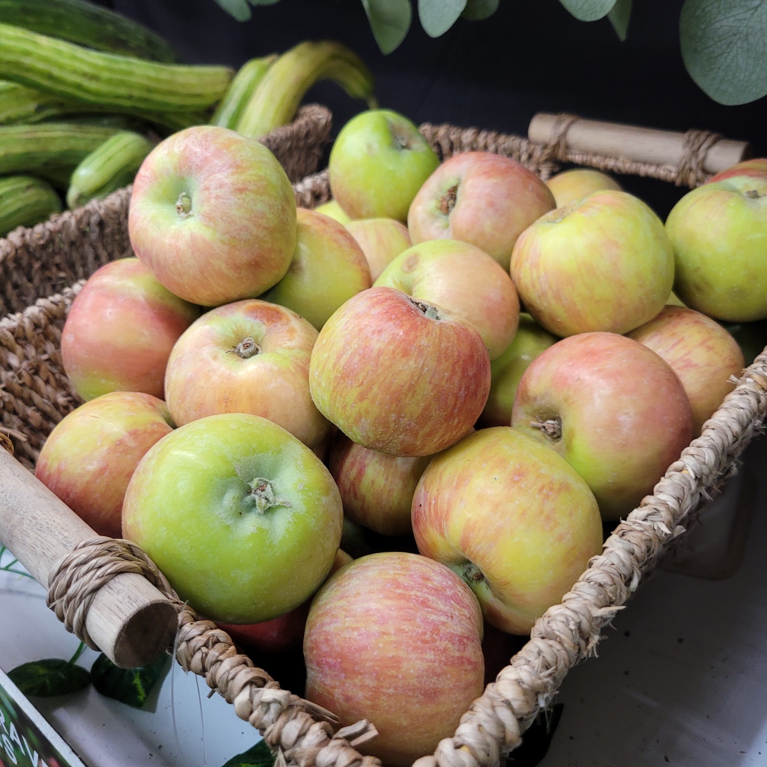 GRAVENSTEIN APPLES, A LOCAL FAVORITE — Earl's Organic Produce