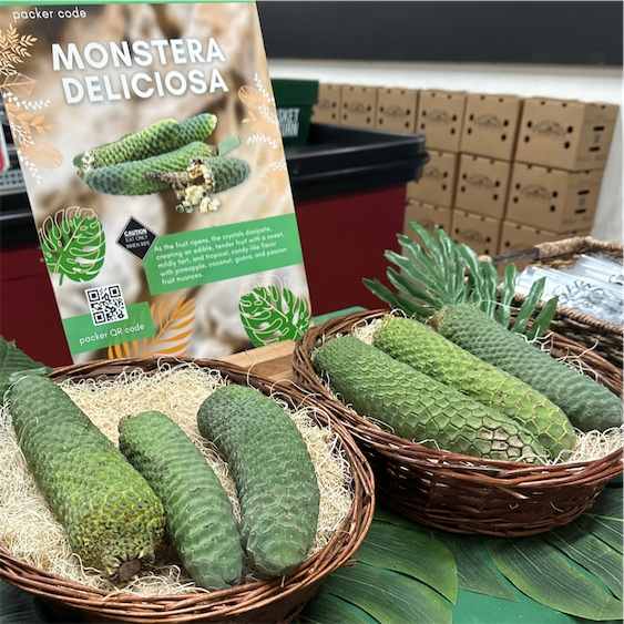 Monstera Information and Facts