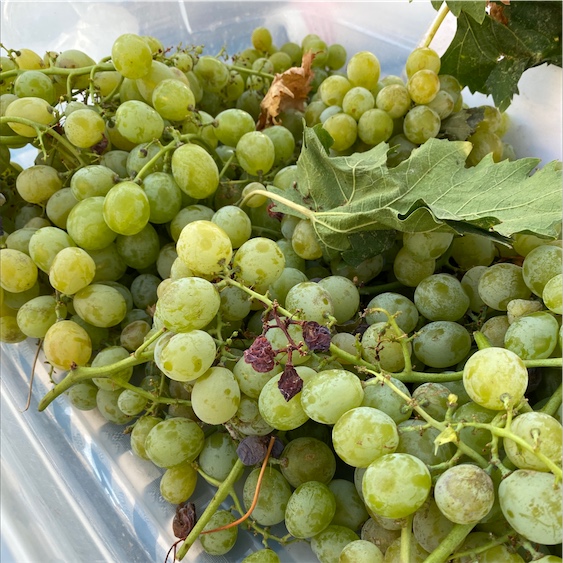 Green Muscato Grapes — Melissas Produce