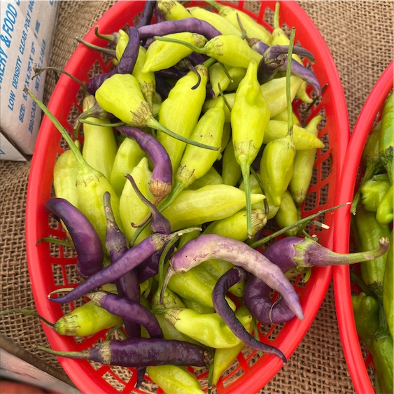 Dried Mulato Chile Peppers Information and Facts