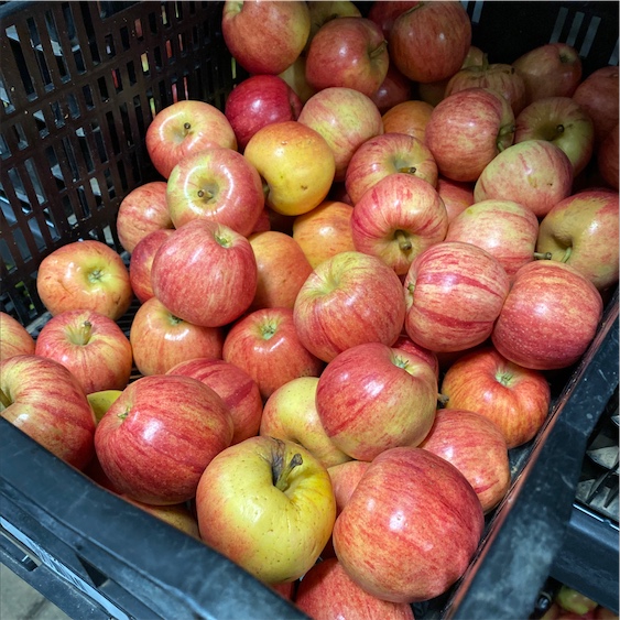 Bi-coloured Apple, Royal Gala Golden Bay Fruit Orchards, NZ