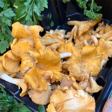 Broken Straw Mushroom In Brine, Golden Fortune