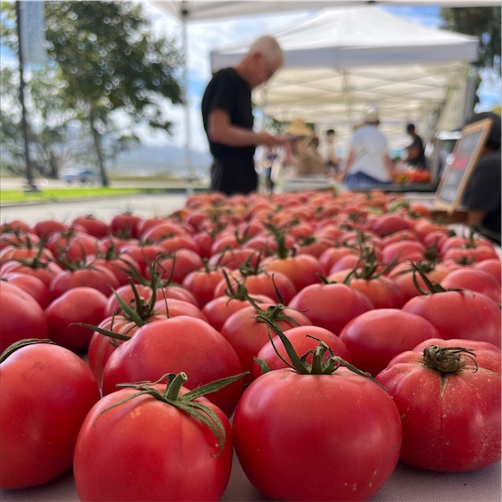 Marmande Heirloom Tomatoes Information and Facts