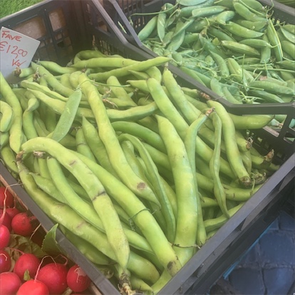 Fava Beans Information and Facts