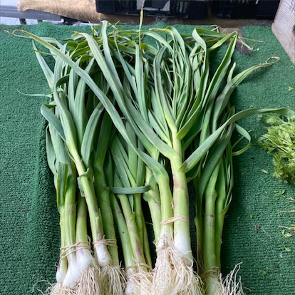 Green Garlic Information and Facts